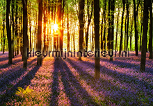 Woodland at Dawn fotobehang 00952 Ideal-Decor Vlies Ideal Decor